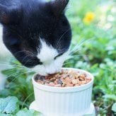 わんちゃんとねこちゃんの「ごほうびふりかけ」４種入 / Dog・Cat ドッグフード キャットフード おやつ【送料無料】