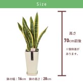 サンスベリア 6号 カラーポット 高さ約70cm 観葉植物