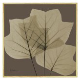 X RAY キャンバスアート リーフ ブラウン3 スクエアS XR-05812 送料無料 アートフレーム 葉っぱ 葉 X線 絵画 アート アートフレーム インテリア