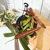 PLANCHU 食虫植物 ネペンテス レベッカ 5号吊り鉢 育て方説明書付き Nepenthes ‘Rebecca soper’ ウツボカズラ