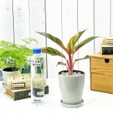 PLANCHU 観葉植物 アグラオネマ レッドゴールド 4号鉢 受け皿付き 育て方説明書付き Aglaonema ‘Red Gold’ 幸せを招くタイの宝石 アロイド
