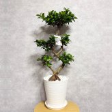 ガジュマル 観葉植物 八の字 8号鉢苗 大型 盆栽 末広がりの8の字 室内 珍しい 希少種 多幸の木 幸福をもたらす精霊が住むガジュマルの木 おしゃれなインテリア 結婚祝い 新築祝い 開店祝い 開業祝い 誕生日 母の日 父の日 記念日 プレゼントギフト 肥料別売り 敬老の日