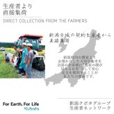 新米　令和8年産　新潟県産なつひめ　5kg