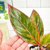 PLANCHU 観葉植物 アグラオネマ レッドゴールド 4号鉢 受け皿付き 育て方説明書付き Aglaonema ‘Red Gold’ 幸せを招くタイの宝石 アロイド