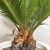 現品 観葉植物 ソテツ 蘇鉄 高さ80cm 10号鉢苗 大型種類 大きい 鉢植え 和風 和室 南国 おしゃれな室内インテリア 日陰 風水 玄関 リビング 初心者におすすめ 簡単で育てやすい 耐陰性 部屋 屋外 かわいい ベランダ プレゼント ギフト 開店祝い 結婚祝い 窓際 テレビ横 モダン 贈答