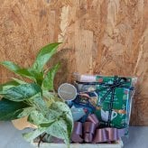 観葉植物 癒しセット ポトス ３号 プレゼント お礼 お祝い プチギフト スタバドリップコーヒー 母の日 退職 お礼 ハンカチ お菓子 挨拶 結婚 ギフト 人気 男性 女性 イベント 気持ち お返し プレゼント 卒業 珈琲誕生日 退職  コーヒー タオル お菓子 