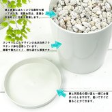 PLANCHU 観葉植物 マドカズラ モンステラ フリードリヒスターリー 4号鉢 受け皿付き 育て方説明書付き Monstera friedrichsthalii アロイド
