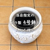ヨーロッパ ポルトガル製 植木鉢 底穴あり 17cm おしゃれ 陶器鉢 ホワイト ゴールドフレーム ローズ ラティス バラ レリーフ 白地 陶器 直植え キッチン ガーデニング psu-h7002-2gl