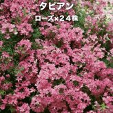 タピアン ローズ 24株 赤品種 9cmポット苗 肥料付き 3号 バーベナ属 サントリーフラワーズ グランドカバー 雑草対策