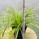 カレックス オシメンシス エヴァリロ 緑 15cmポット苗 株 下草 常緑 多年草 グランドカバー カラーリーフ 庭 寄せ植えに 花壇 鉢植え 高耐寒性