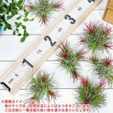 PLANCHU エアプランツ ティランジア イオナンタ フエゴ クランプ 1株 W8×H8cm前後 育て方説明書付き Tillandsia ionantha ‘Fuego’ エアープランツ チランジア 群生株
