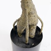 観葉植物 造花 レモンの木 BROWN 全高約183cm 大型 実付き フェイクグリーン 高級 本物そっくり リアル おしゃれ インテリア 人工観葉植物 アーティフィシャルグリーン オフィス 店舗 カフェ 開店祝い 室内 リビング 玄関 風水 果樹 檸檬