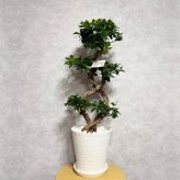 ガジュマル 観葉植物 八の字 8号鉢苗 大型 盆栽 末広がりの8の字 室内 珍しい 希少種 多幸の木 幸福をもたらす精霊が住むガジュマルの木 おしゃれなインテリア 結婚祝い 新築祝い 開店祝い 開業祝い 誕生日 母の日 父の日 記念日 プレゼントギフト 肥料別売り 敬老の日