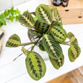 PLANCHU 観葉植物 マランタ ボスタス 6号鉢 受け皿付き 育て方説明書付き Maranta leuconeura var. erythroneura レウコネウラ カラテア