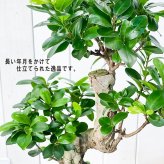 PLANCHU 観葉植物 ガジュマル 昇り竜 8号鉢 受け皿付き 育て方説明書付き Ficus microcarpa フィカス ミクロカルパ 精霊の宿る木