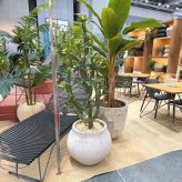 観葉植物 造花 ユーフォルビア BROWN 全高約147cm 大型 フェイクグリーン 本物そっくり おしゃれ インテリア 人工観葉植物 アーティフィシャルグリーン オフィス 店舗 ホテル 開店祝い 室内 多肉植物 フェイク