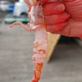 山陰の地エビ「ガラエビ/ドロエビ」（船内冷凍）中サイズ  500ｇ以上　 送料無料 ※北海道、東北、沖縄は送料別途加算