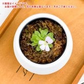 PLANCHU 食虫植物 ピンギキュラ エセリアナ 3号丸鉢 受け皿付き 育て方説明書付き Pinguicula esseriana ヒメアシナガムシトリスミレ