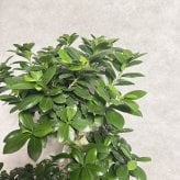 ガジュマル 観葉植物 八の字 8号鉢苗 大型 盆栽 末広がりの8の字 室内 珍しい 希少種 多幸の木 幸福をもたらす精霊が住むガジュマルの木 おしゃれなインテリア 結婚祝い 新築祝い 開店祝い 開業祝い 誕生日 母の日 父の日 記念日 プレゼントギフト 肥料別売り 敬老の日