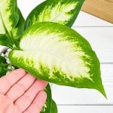 PLANCHU 観葉植物 ディフェンバキア カミーラ 3.5号鉢 受け皿付き 育て方説明書付き Dieffenbachia ‘Camille’ アロイド