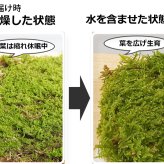 ハイゴケシート 31×23ｃｍ 箱入り ボックス 大きめ 苔玉作り こけだま 手直し