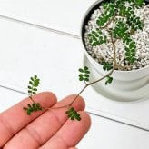 PLANCHU 観葉植物 メルヘンの木 ソフォラ リトルベイビー 3.5号鉢 受け皿付き 育て方説明書付き Sophora prostrata ‘Little Baby’ プロストラータ