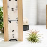 PLANCHU エアプランツ ティランジア イオナンタ ルブラ Mサイズ 1株 W7×H6cm前後 育て方説明書付き Tillandsia ionantha ‘Rubra’ エアープランツ チランジア