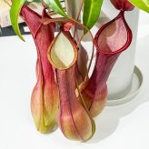 PLANCHU 食虫植物 ネペンテス アラタ アカ 5号鉢 受け皿付き 育て方説明書付き Nepenthes alata アラータ ウツボカズラ