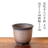 金木犀 銀木犀 黒吹きエビネ鉢植え 送料無料 育て方ガイド付 日時指定可 大人気ギフト 癒し 植物 花が咲く 出産祝い 風水開運 盆栽 室内 初心者 引越し祝い 癒し 植物 父親 誕生日 プレゼント