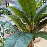 観葉植物 造花 バナナ BROWN 全高約180cm 大型 フェイクグリーン 高級 本物そっくり リアル おしゃれ インテリア 人工観葉植物 アーティフィシャルグリーン 南国 リゾート オフィス 店舗 ホテル 開店祝い 室内 リビング 玄関 風水 バナナの木
