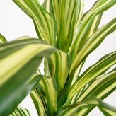 観葉植物 造花 ドラセナ ワーネッキー BROWN 全高約150cm 大型 フェイクグリーン 本物そっくり おしゃれ インテリア 人工観葉植物 アーティフィシャルグリーン オフィス 店舗 ホテル 開店祝い 室内 幸福の木 フェイク