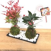 苔玉 十両（ヤブコウジ）の苔玉 南天の苔玉 水引き ピック 長方陶器下皿セット  春から夏には緑色の新葉が秋からは真っ赤な葉 ナンテン 風水 難を転ずる 風水 縁起物 ギフト 贈り物 観葉植物 開運  紅葉 おめでたい 運気を上げる bonsai  風水 なんてん 苔 こけ こけだま