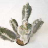 観葉植物 造花 柱サボテン BROWN 全高約76cm 卓上・小型 フェイクグリーン 本物そっくり おしゃれ インテリア 人工観葉植物 アーティフィシャルグリーン オフィス 店舗 ホテル 開店祝い 室内 ミニ サボテン カクタス フェイク