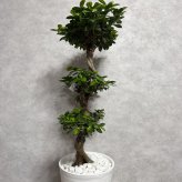 ガジュマル 観葉植物 八の字 8号鉢苗 大型 盆栽 末広がりの8の字 室内 珍しい 希少種 多幸の木 幸福をもたらす精霊が住むガジュマルの木 おしゃれなインテリア 結婚祝い 新築祝い 開店祝い 開業祝い 誕生日 母の日 父の日 記念日 プレゼントギフト 肥料別売り 敬老の日