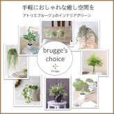 【送料無料】 飾るだけでお洒落な空間に【造花・光触媒】光触媒がお部屋の気になる臭いを脱臭 フェイクグリーンで癒しの空間　 造花 観葉植物  スパニッシュモス壁掛け 光触媒でニオイを分解！