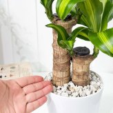 PLANCHU 観葉植物 ドラセナ マッサンゲアナ 5号鉢 受け皿付き 育て方説明書付き Dracaena fragrans ‘Massangeana’ 幸福の木