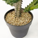 観葉植物 造花 ユーフォルビア BROWN 全高約112cm 中型 フェイクグリーン 本物そっくり おしゃれ インテリア 人工観葉植物 アーティフィシャルグリーン オフィス 店舗 ホテル 開店祝い 室内 多肉植物 フェイク
