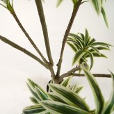 観葉植物 造花 ソングオブジャマイカ BROWN 全高約180cm 大型 フェイクグリーン 高級 本物そっくり リアル おしゃれ スタイリッシュ インテリア 人工観葉植物 アーティフィシャルグリーン モダン オフィス 店舗 ホテル 開店祝い 室内 リビング 玄関 風水 ドラセナ