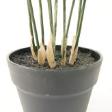 観葉植物 造花 フレボディウム BROWN 全高約65cm 卓上・小型 フェイクグリーン 本物そっくり おしゃれ インテリア 人工観葉植物 アーティフィシャルグリーン オフィス 店舗 ホテル 開店祝い 室内 ミニ ブルースター シダ フェイク