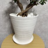 ガジュマル 観葉植物 八の字 8号鉢苗 大型 盆栽 末広がりの8の字 室内 珍しい 希少種 多幸の木 幸福をもたらす精霊が住むガジュマルの木 おしゃれなインテリア 結婚祝い 新築祝い 開店祝い 開業祝い 誕生日 母の日 父の日 記念日 プレゼントギフト 肥料別売り 敬老の日