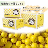 土佐文旦 野囲い 文旦 大玉 2L～4L 10kg 家庭用 土佐市 まる庄果樹園 産直 山間部栽培 ぶんたん 産地直送 高知産 ジューシー まろやか 高知 ブンタン 農家直送 ネコちゃん箱入り 届いてすぐに食べれる追熟文旦【送料無料】