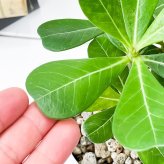 観葉植物 アデニウム 3.5号鉢 3鉢セット 受け皿付き 育て方説明書付き Adenium コーデックス 塊根植物 多肉植物
