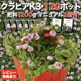 【肥料プレゼント中】 クラピア K3（ピンク）紫品種  9cmポット苗  120鉢セット 有機入り一発果菜肥料1200gと完全植栽マニュアル付き  ピンク色 桃色 イワダレソウ改良種  グランドカバー プランツ 雑草対策 庭 ガーデニング diy ガーデン  K7と同等の耐病性 多年草 植物