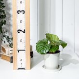 PLANCHU 観葉植物 カラテア オルビフォリア 3.5号鉢 受け皿付き 育て方説明書付き Calathea orbifolia