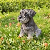 置物 woobia ウービア 犬 ミニチュアシュナウザー お座りシュナウザー グレー 高さ17.5cm ひげ リアル 本物そっくり イギリス生まれ 職人手彩色 縁起物 戌年 玄関 インテリア 新築祝い 引っ越し祝い 開店祝い 出産祝い 誕生日 お祝い ギフト プレゼント 犬好き シュナウザー好き