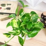 PLANCHU 観葉植物 ポトス ゴールデン 4号鉢 受け皿付き 育て方説明書付き Epipremnum aureum ‘Golden’ エピプレムナム アロイド