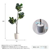 お手入れ簡単 フェイクグリーン フィカス・リラータ Lサイズ(180cm) 新築祝い 開店祝い