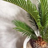現品 観葉植物 ソテツ 蘇鉄 高さ80cm 10号鉢苗 大型種類 大きい 鉢植え 和風 和室 南国 おしゃれな室内インテリア 日陰 風水 玄関 リビング 初心者におすすめ 簡単で育てやすい 耐陰性 部屋 屋外 かわいい ベランダ プレゼント ギフト 開店祝い 結婚祝い 窓際 テレビ横 モダン 贈答