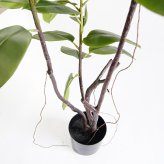 観葉植物 造花 フィカス ソフィア BROWN 全高約180cm 大型 フェイクグリーン 高級 本物そっくり リアル おしゃれ ナチュラル インテリア 人工観葉植物 アーティフィシャルグリーン オフィス 店舗 ホテル 開店祝い 室内 リビング 玄関 風水 ゴムの木
