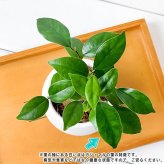 観葉植物 ガジュマル 3号丸鉢 3鉢セット 受け皿付き 育て方説明書付き Ficus microcarpa フィカス ミクロカルパ
